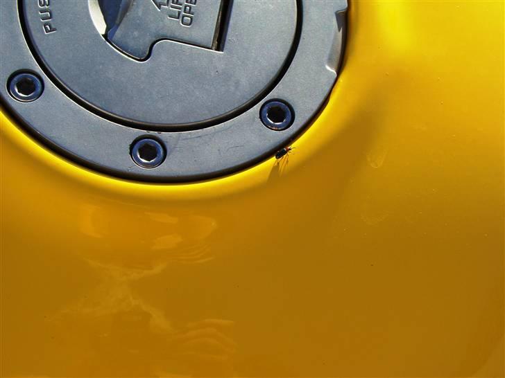 Honda Cbr 600 f2 Gul - insekterne synes også godt om farven..! billede 14