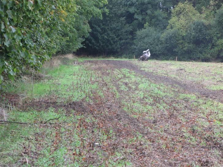 Honda CRF 450 billede 6