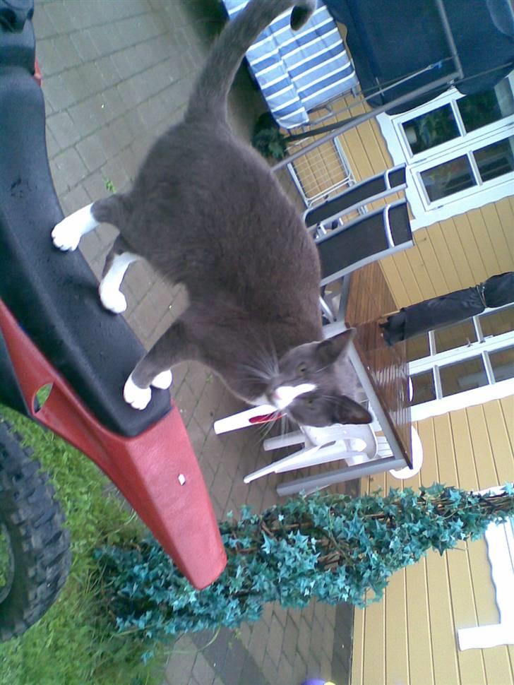 Loncin locin 149cc før og efter billede 16