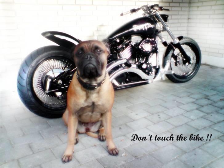 Yamaha XVS 650 Dragstar - Solgt billede 8