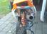 DB Motor Dirt Bike 125cc