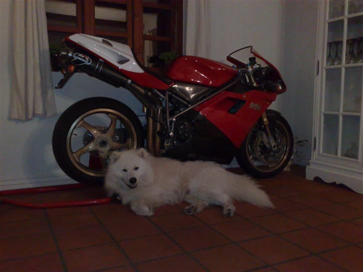 Ducati 996 SPS Nr 836 - Danmarks måske dyreste hundekurv.. billede 15