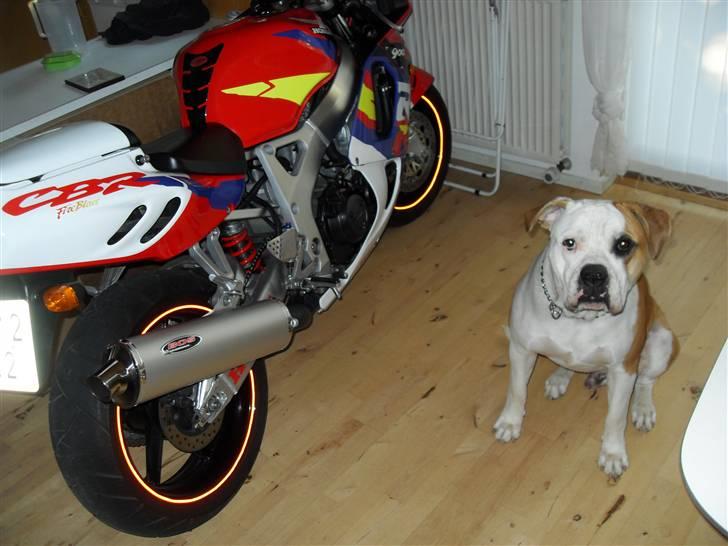 Honda CBR 900 RR fireblade  billede 14