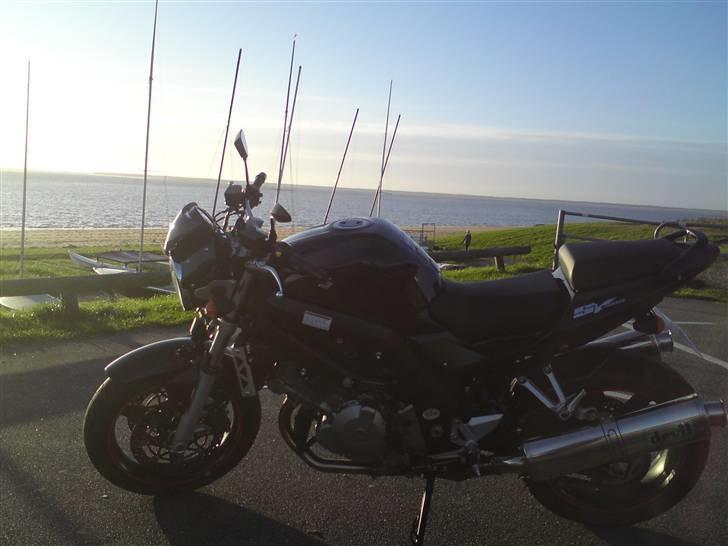 Suzuki SV 1000 K6 - Taget septemper 2008 (Hjerting Esbjerg) billede 15