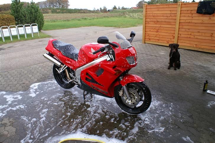 Honda vfr 750 - lig mærke til hunden, han sidder meget tolmodigt og venter på far er færdig med vandslangen. billede 2