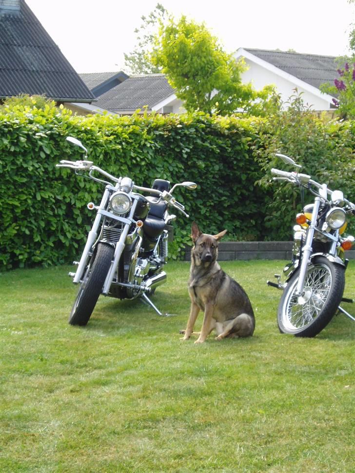 Honda  shadow Humlebien - min dejlig hund og vores cykler.... billede 12
