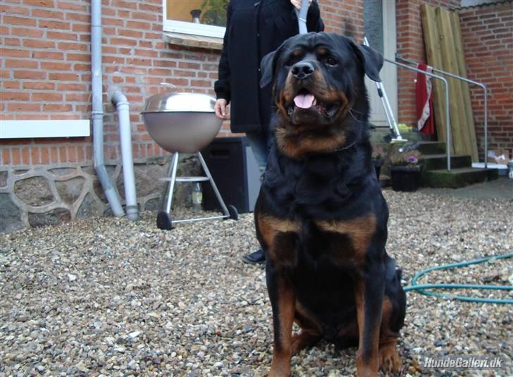 Suzuki GSX-R 750 K8 - Ikke helt så MC relateret, men min dejlige rottweiler :)  Er inde på hundegalleri:  http://www.hundegalleri.dk/html/gal_visbil.asp?ID=54349&ipc=175392 billede 15