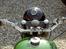 BSA B31