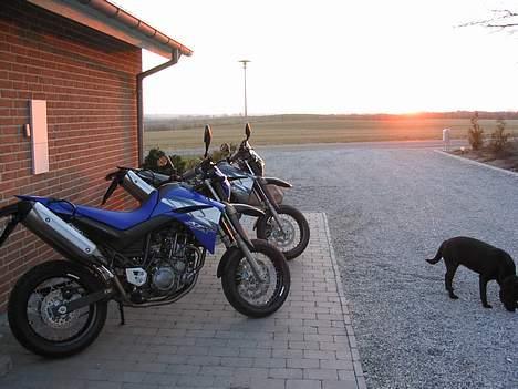 Yamaha XT660X **SOLGT** - Her er hun kun få timer gammel.... billede 6