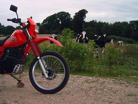 Honda XL 600 R - Der kom faktisk mange for at se på min fede kværn!  Muuuuu billede 18