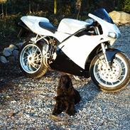 Ducati 748/916/955