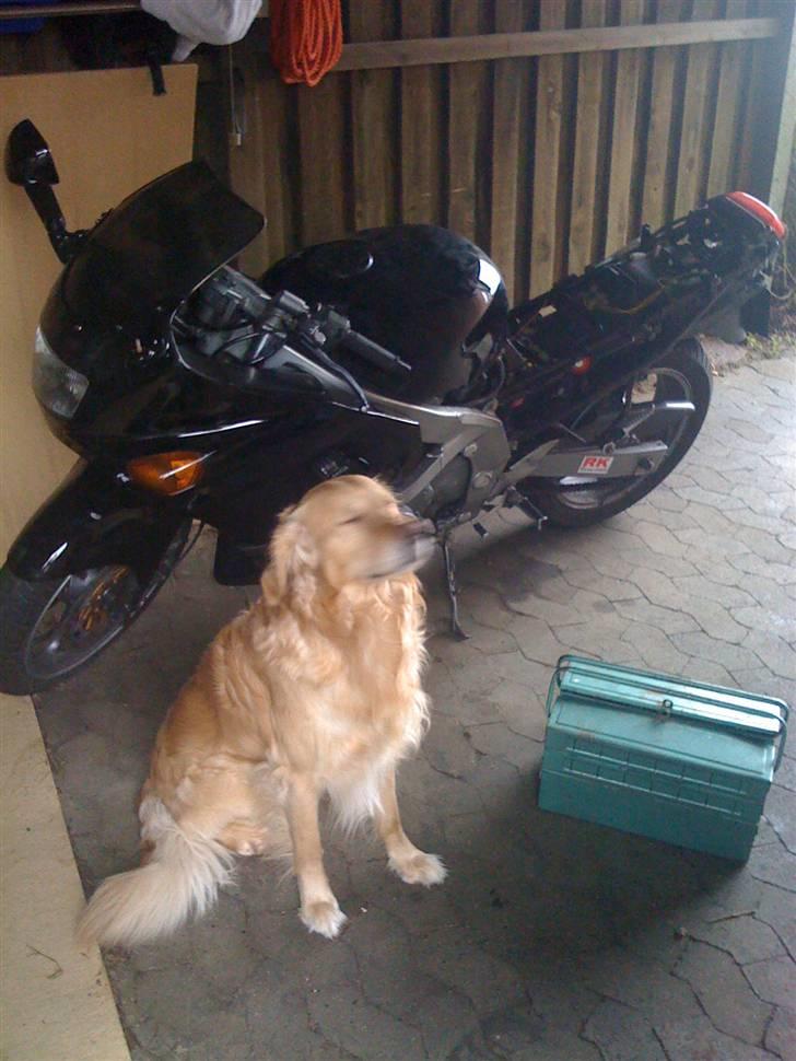 Kawasaki ZZR 600 - den trofaste vagthund :D an er bange for kamera billede 9