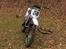 Zongshen moto-MX 125cc