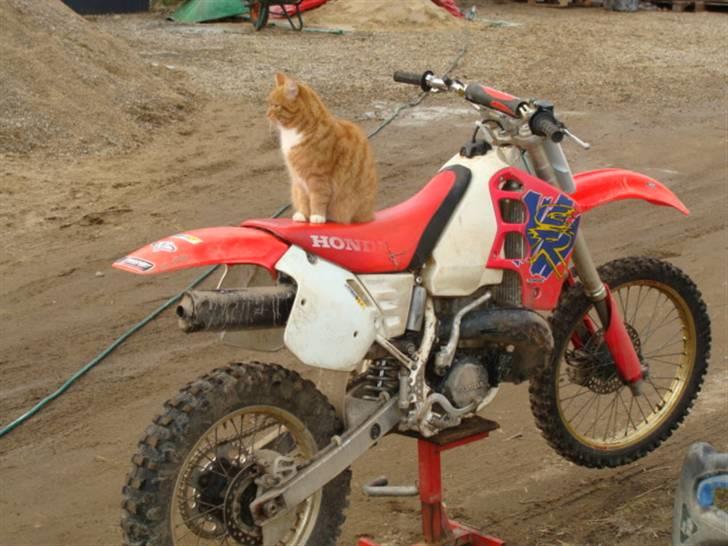 Honda cr 500 - katten er et rigtig mærke dyr hehe billede 8