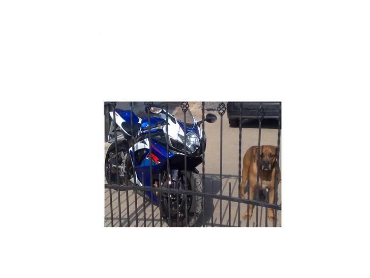 Suzuki GSXR 750 billede 17