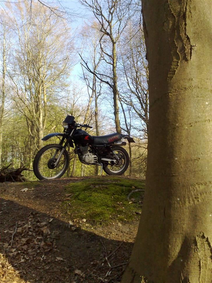 Honda XL 500 S (Solgt) - En tur i skoven! billede 10
