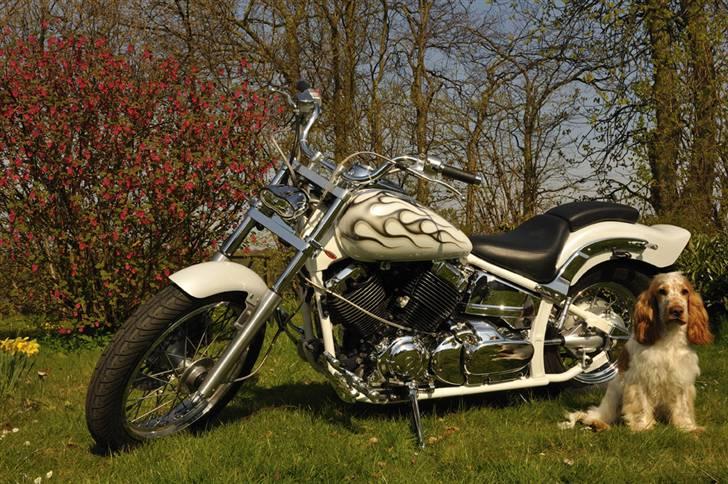 Yamaha XVS 650 Dragstar billede 10