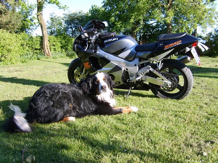 Suzuki GSX R 750 Srad billede 4