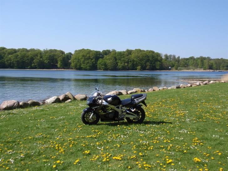 Honda fireblade billede 13