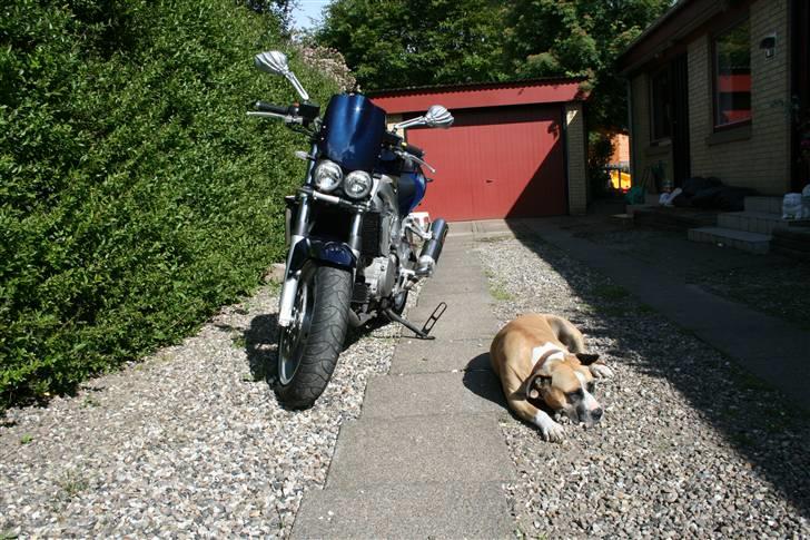 Suzuki SV 1000 N billede 9