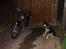 Suzuki Intruder VS 700 **SOLGT** - Man kan se min hund tænke Far hvad har du dog gjort?? :-)