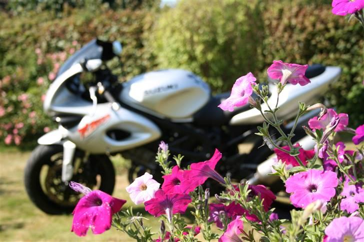 Suzuki TL 1000S *solgt* billede 2