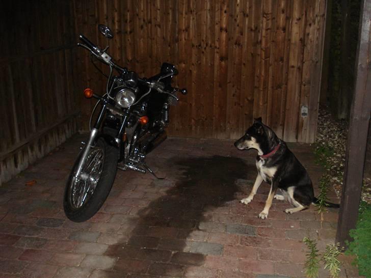 Suzuki Intruder VS 700 **SOLGT** - Man kan se min hund tænke Far hvad har du dog gjort?? :-) billede 2