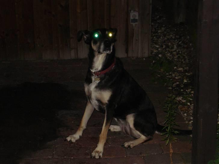 Suzuki Intruder VS 700 **SOLGT** - Alarmen er aktiveret (det kan ses på øjenfarverne :-) billede 5