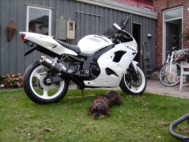 Kawasaki ZX9R billede 4