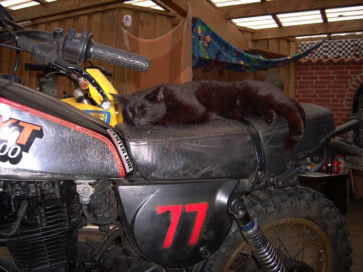 Yamaha xt 500 billede 16