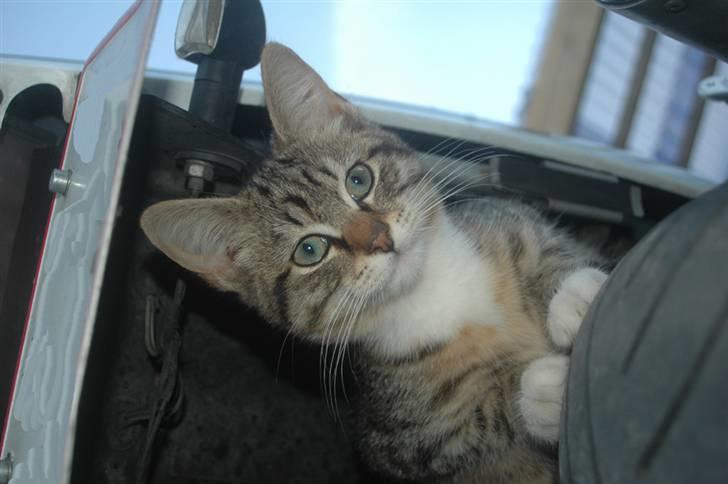 Suzuki Gsxr 400SP II Gk76A SOLGT billede 5