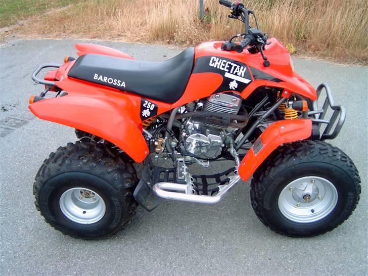 Barossa Cheetah billede 1