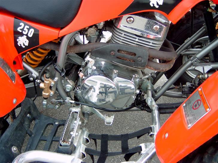 Barossa Cheetah billede 3