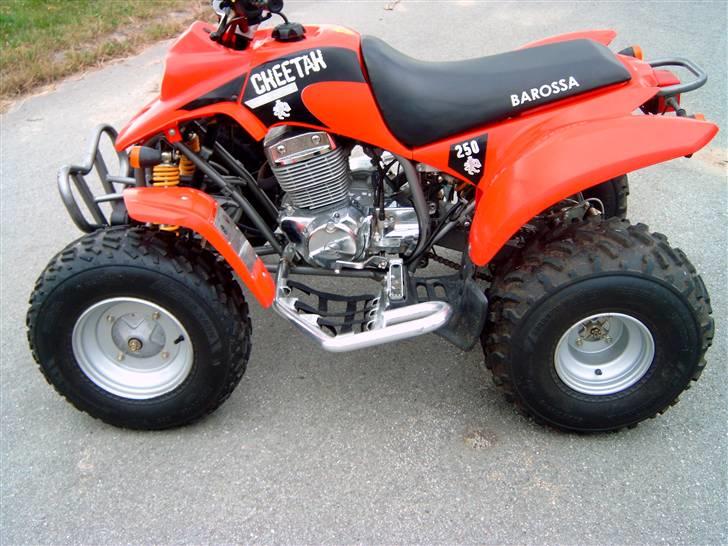 Barossa Cheetah billede 7