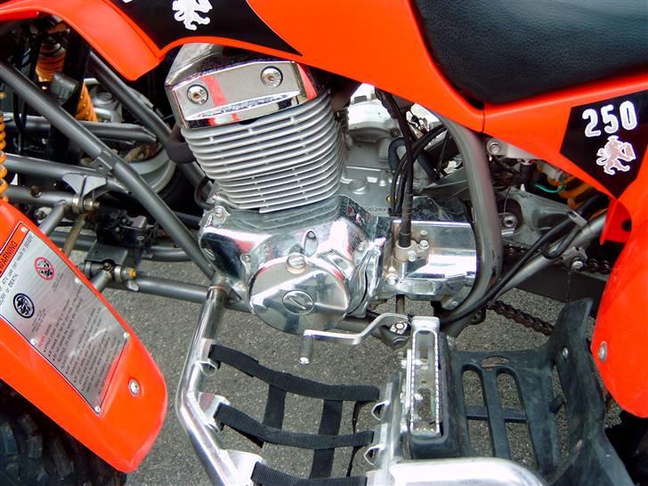 Barossa Cheetah billede 8