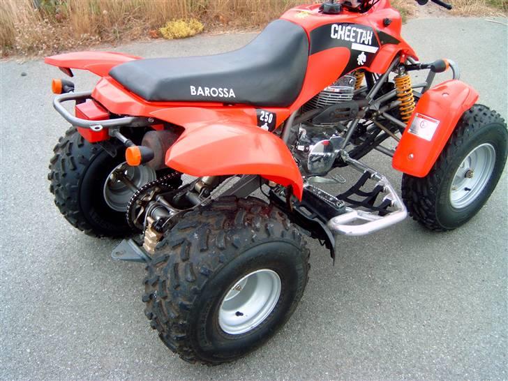 Barossa Cheetah billede 11