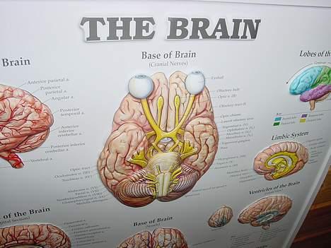 Yamaha Special 250 - De to store hvide kugler på det midterste billede er øjnene !! billede 5