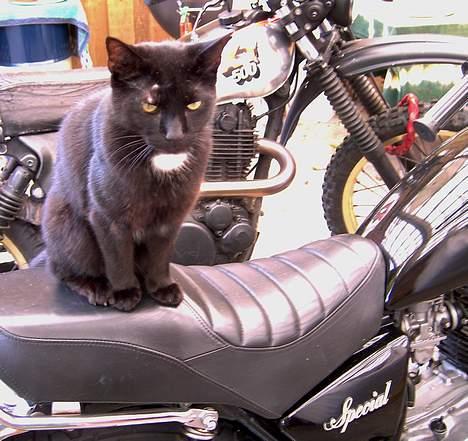 Yamaha Special 250 - Yeps - selv katten får nogle på huden om natten !! billede 6