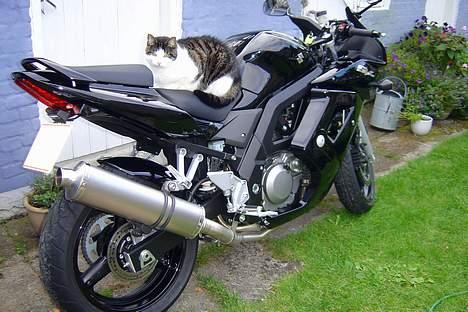 Suzuki SV650S *solgt* - Potten & katten billede 2