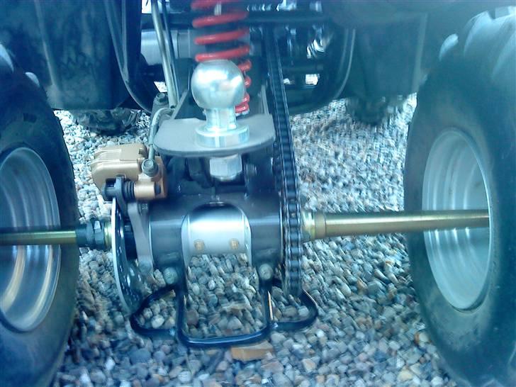 Panther gepard billede 4