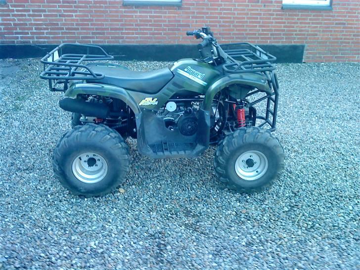 Panther gepard billede 7