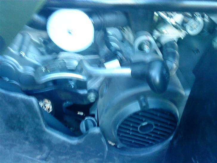 Panther gepard billede 11