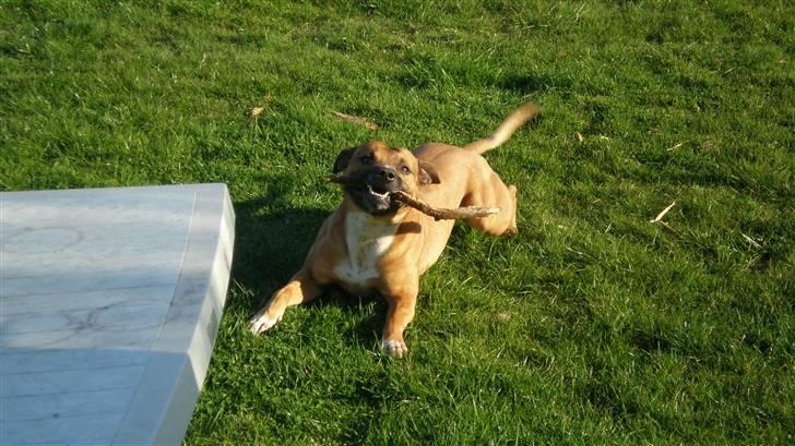 Suzuki GSXR 600ccm K7 Solgt. - lille fyr ville gerne lige med :-)) billede 20