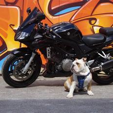 Suzuki SV 1000 S (Til Salg)