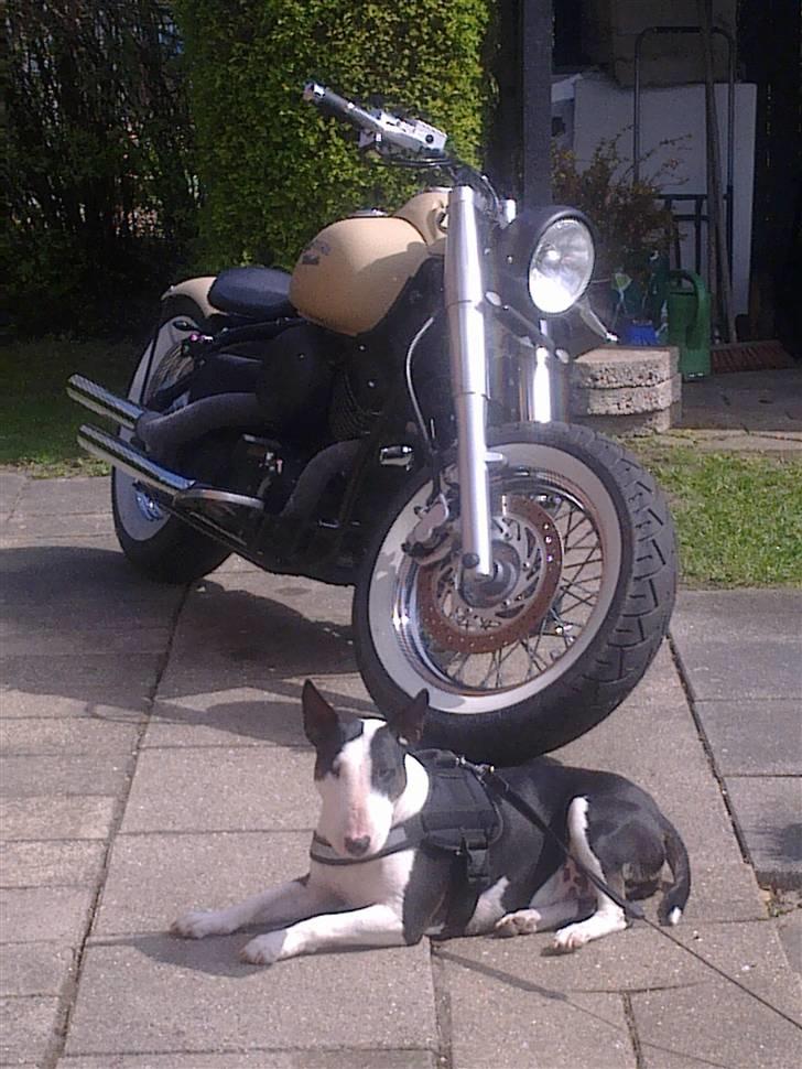 Yamaha Dragstar xvs classic billede 6