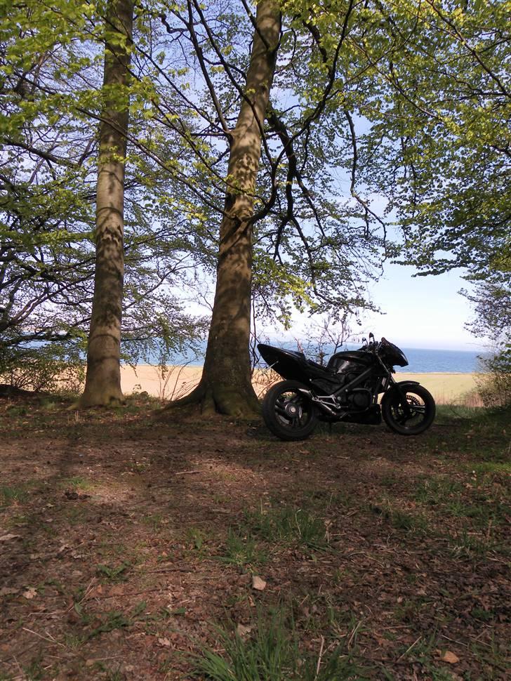 Honda NTV 650 Revere billede 4