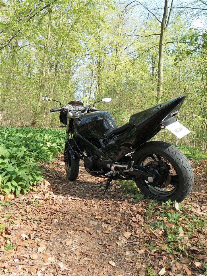 Honda NTV 650 Revere billede 6