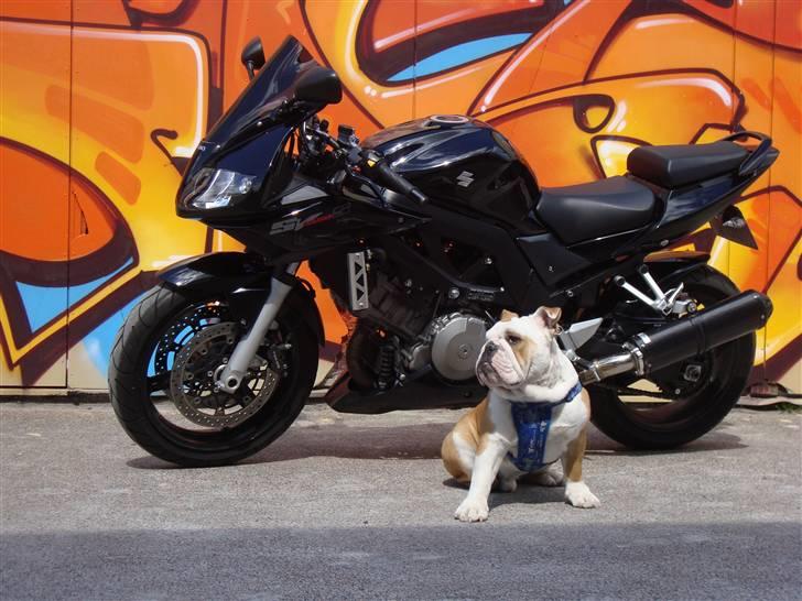 Suzuki SV 1000 S (Til Salg) billede 3