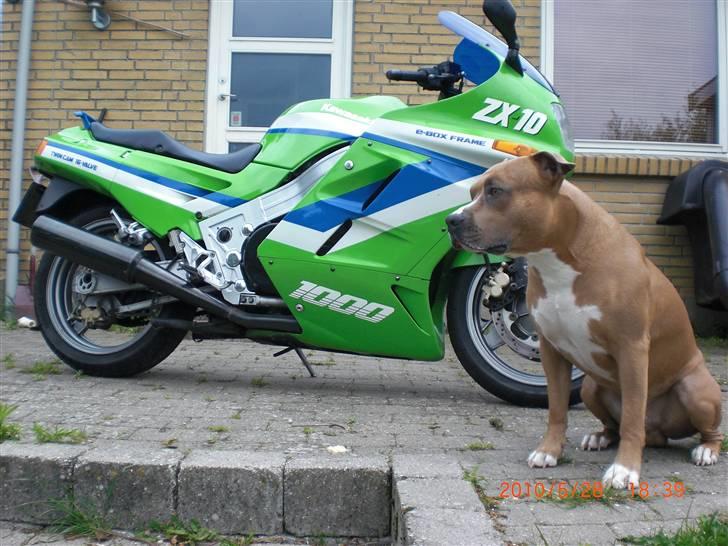 Kawasaki ZX 10 billede 2