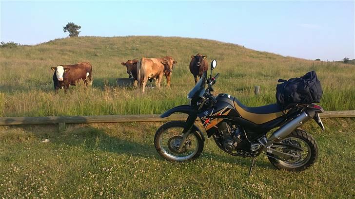 Yamaha XT660R billede 6